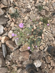 Eremalche rotundifolia