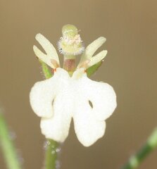 Stylidium schizanthum