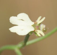 Stylidium schizanthum