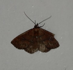 Eulepidotinae