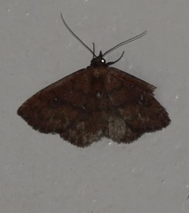 Eulepidotinae