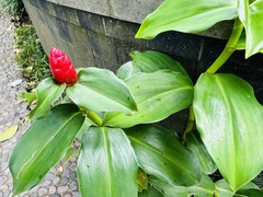 Costus woodsonii