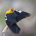 Yellow-headed Blackbird - Photo (c) jim22lawrence, some rights reserved (CC BY-NC)