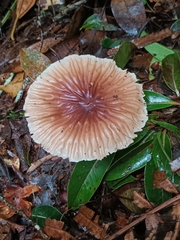 Mycena carmeliana