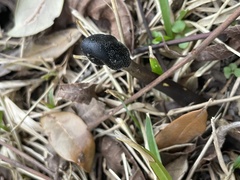 Tolypocladium capitatum