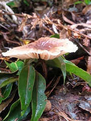 Mycena carmeliana
