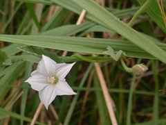 Convolvulus