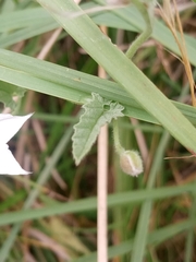 Convolvulus