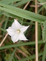 Convolvulus