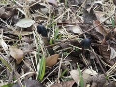 Tolypocladium capitatum