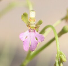 Stylidium pachyrrhizum