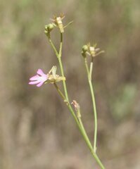 Stylidium pachyrrhizum