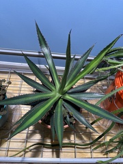 Agave funkiana