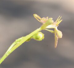 Stylidium pachyrrhizum
