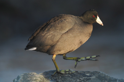 American Coot, photo 5 of 10