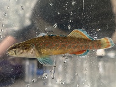 Etheostoma whipplei