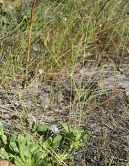 Stylidium pachyrrhizum