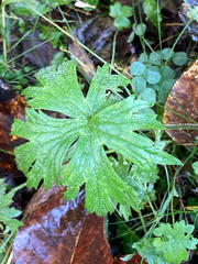 Anemonastrum canadense