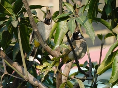 Pycnonotus leucogenys