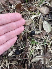 Tolypocladium capitatum