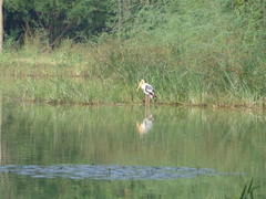 Mycteria leucocephala