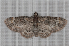 Chloroclystis muscosa