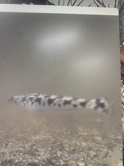 Pseudaphritis urvillii