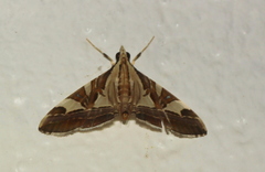 Agrioglypta itysalis