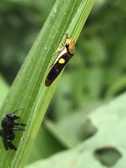 Dilobopterus exaltatus