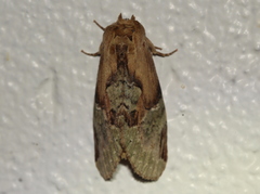 Antithemerastis acrobela