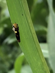 Dilobopterus exaltatus