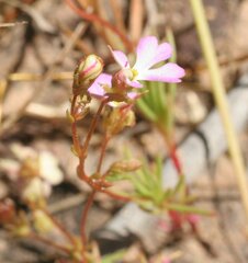 Stylidium turbinatum