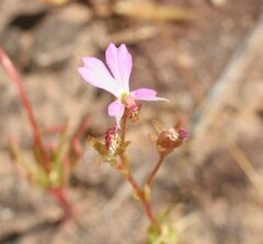 Stylidium turbinatum