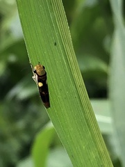 Dilobopterus exaltatus