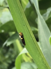 Dilobopterus exaltatus