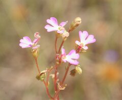 Stylidium turbinatum