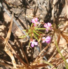 Stylidium turbinatum