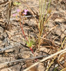 Stylidium turbinatum
