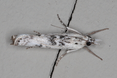 Crambus sparsellus