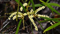 Juliflorae