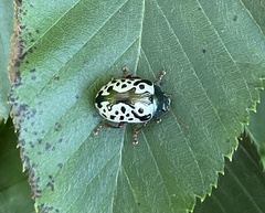 Calligrapha confluens