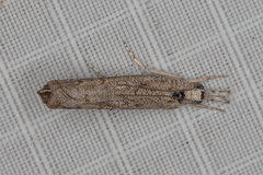 Culladia inconspicuellus