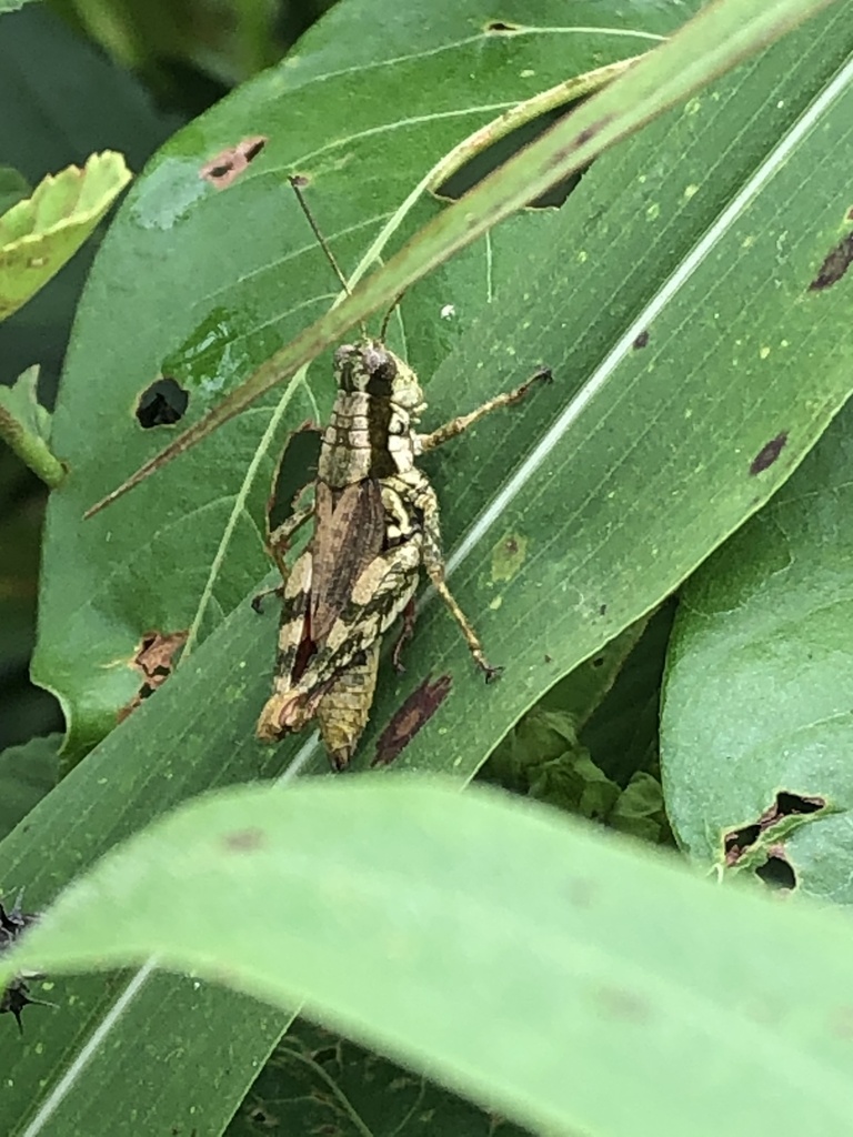 Ponderacris