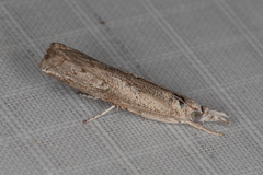 Culladia inconspicuellus