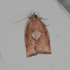Epichoristodes dorsiplagana