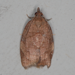 Epichoristodes dorsiplagana