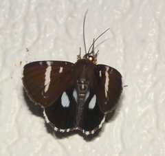 Argyrolepidia aequalis