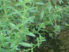 Pseudagrion rubriceps