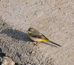 Motacilla cinerea