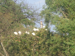 Threskiornis melanocephalus